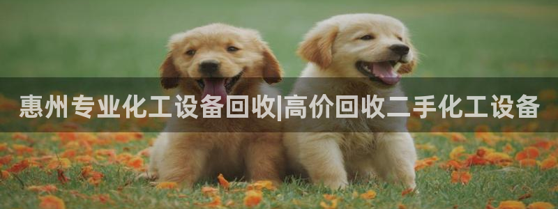 美狮官版2023最新版本