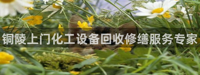 美狮贵宾会是什么东西